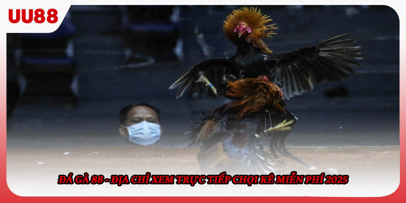 Đá Gà 88 - Địa Chỉ Xem Trực Tiếp Chọi Kê Miễn Phí 2025