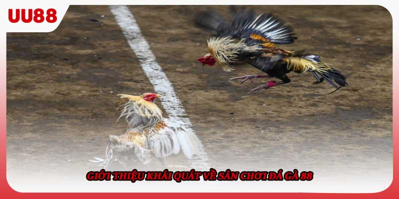 Giới thiệu khái quát về sân chơi Đá gà 88