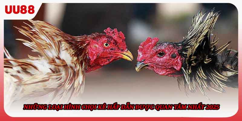 Những loại hình chọi kê hấp dẫn được quan tâm nhất 2025